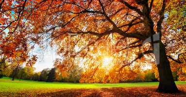 Schöne Eiche auf Wiese bei untergehender Sonne im Herbst