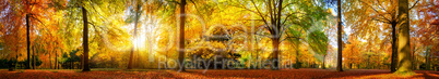 Extra breites Panorama von einem malerischen Wald im Herbst bei