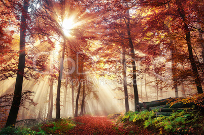 Faszinierende Lichtstimmung in einem bunten Wald im Herbst bei S