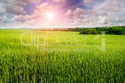 Field with ears of wheat, cloudy sky and sunrise