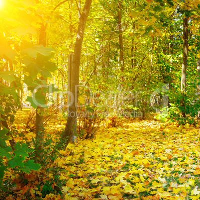 Autumn forest, yellow maple leaves and sunrise