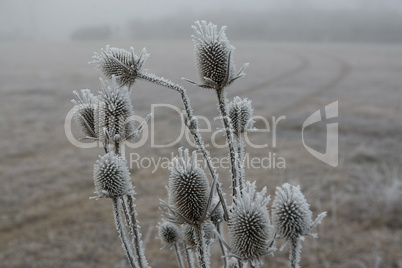 thorn in frost