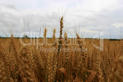 wheat field