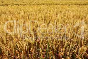 wheat field