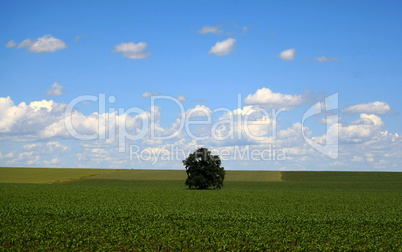 Lone tree in a field