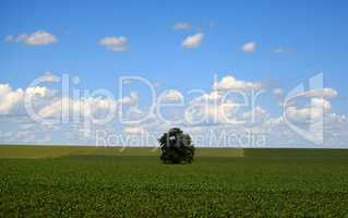 Lone tree in a field