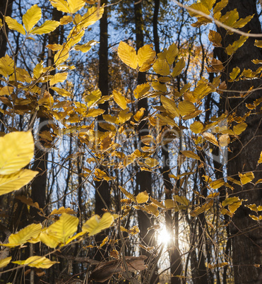 Beautiful Colorful Autumn