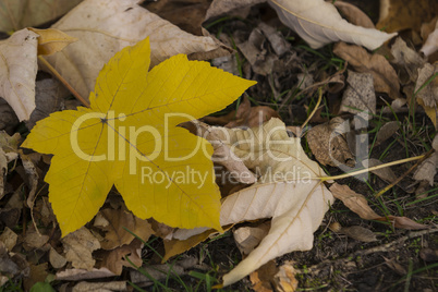 Beautiful Colorful Autumn