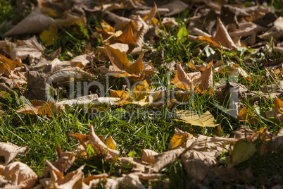 Beautiful Colorful Autumn