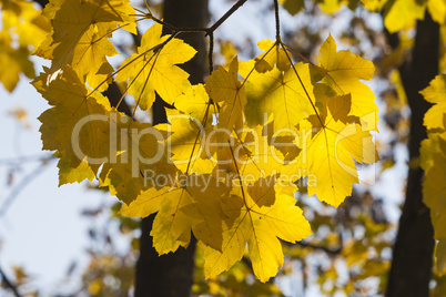 Beautiful Colorful Autumn