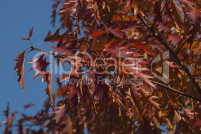 Beautiful Colorful Autumn