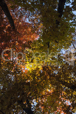 Beautiful Colorful Autumn