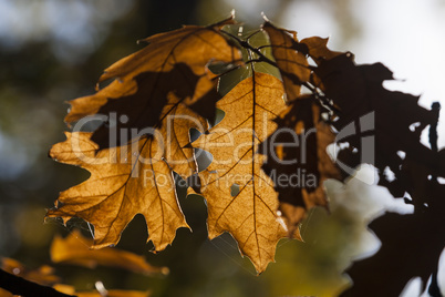 Beautiful Colorful Autumn