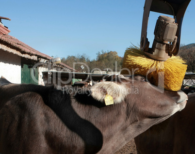 Cows on organic farm