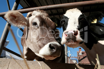 Cows on organic farm