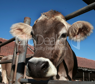 Cows on organic farm