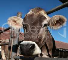 Cows on organic farm
