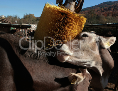 Cows on organic farm