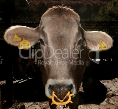 Cows on organic farm