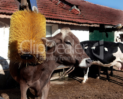 Cows on organic farm