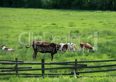 Cows grazing