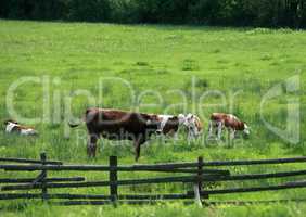 Cows grazing