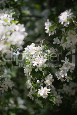 Blooming apple tree branch in the park