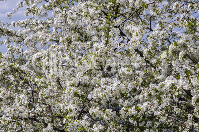 Branch of blossoming cherry against the blue sky.