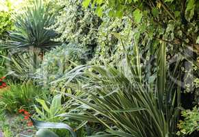 Ornamental planting near the house.