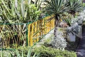 Ornamental planting near the house.