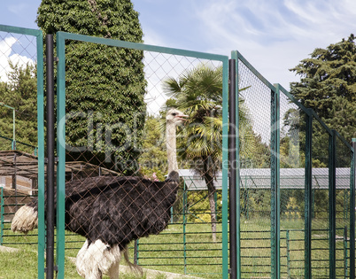 Ostrich behind the fence of the enclosure.