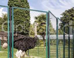 Ostrich behind the fence of the enclosure.