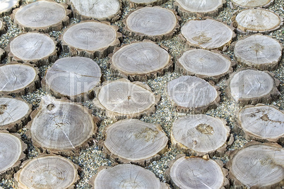 Fragment paths of sawn tree trunks.