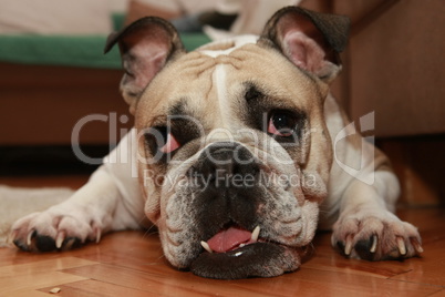 English Bulldog