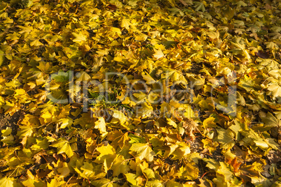 Beautiful Colorful Autumn