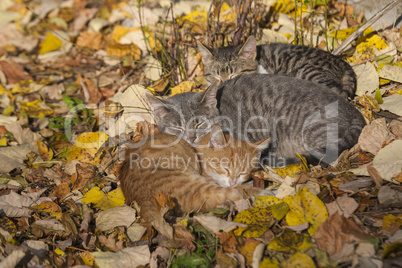 Three kittens