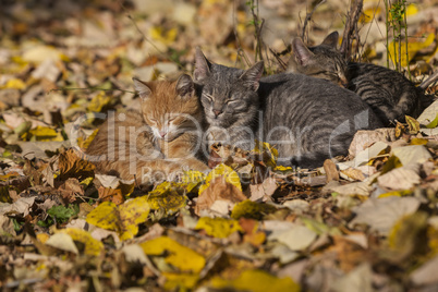 Three kittens