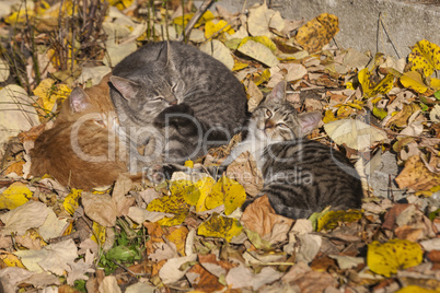 Three kittens