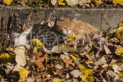 Three kittens