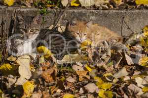 Three kittens