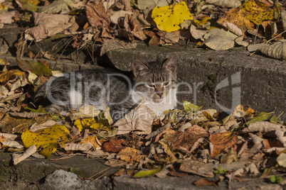 Three kittens