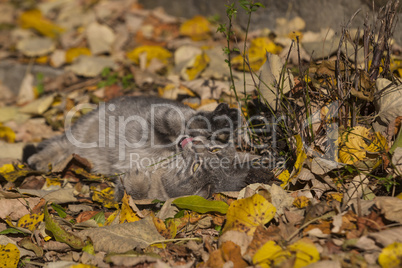 Three kittens