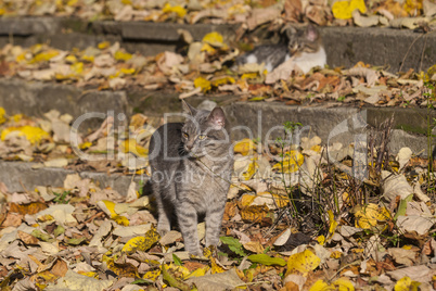 Three kittens