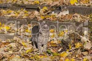 Three kittens