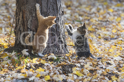 Three kittens