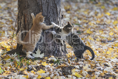 Three kittens