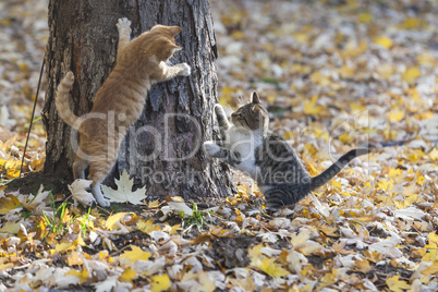 Three kittens