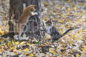 Three kittens