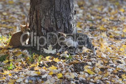 Three kittens