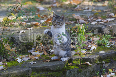 Three kittens